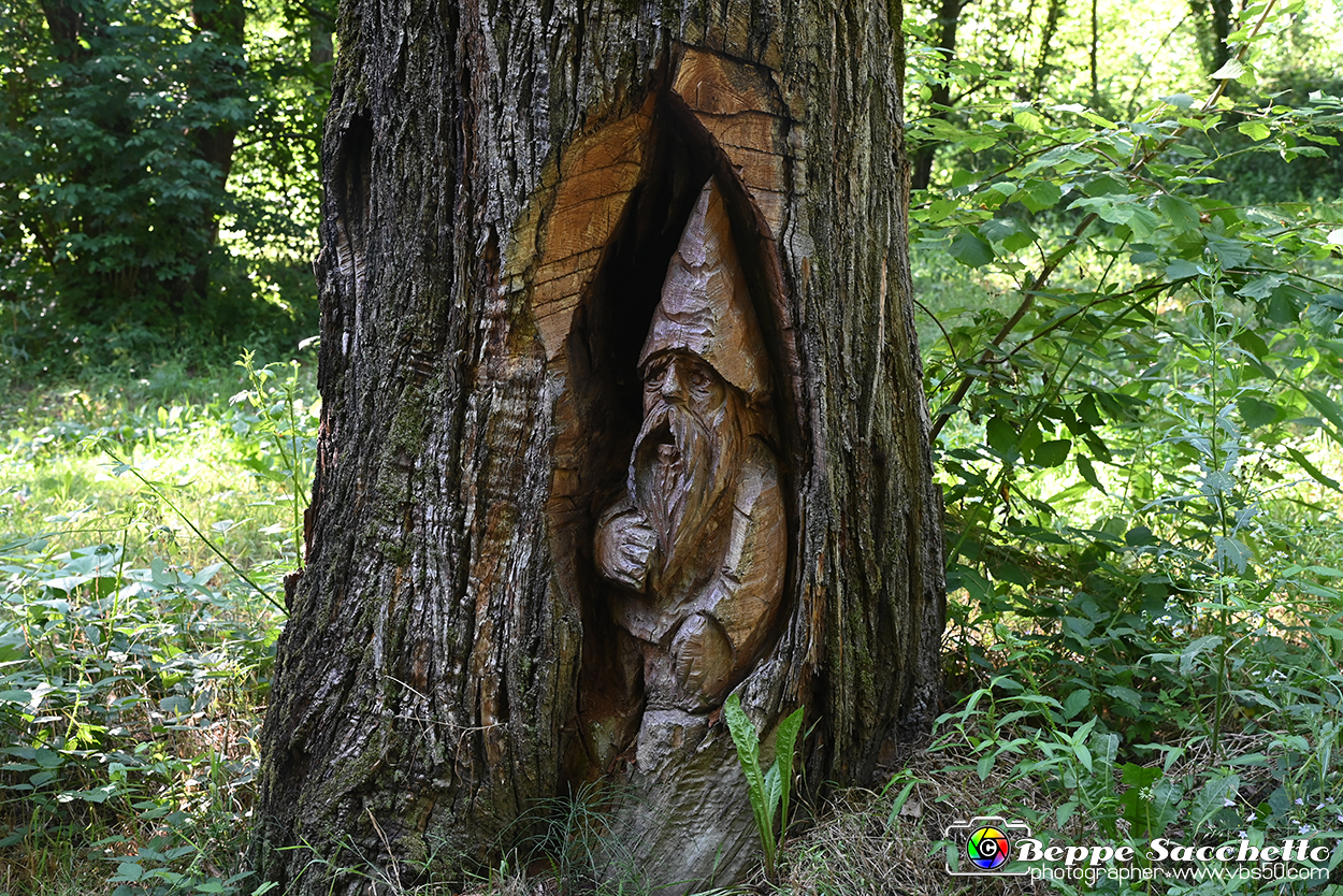 VBS_4793 - Il bosco fatato - Montaldo Roero.jpg